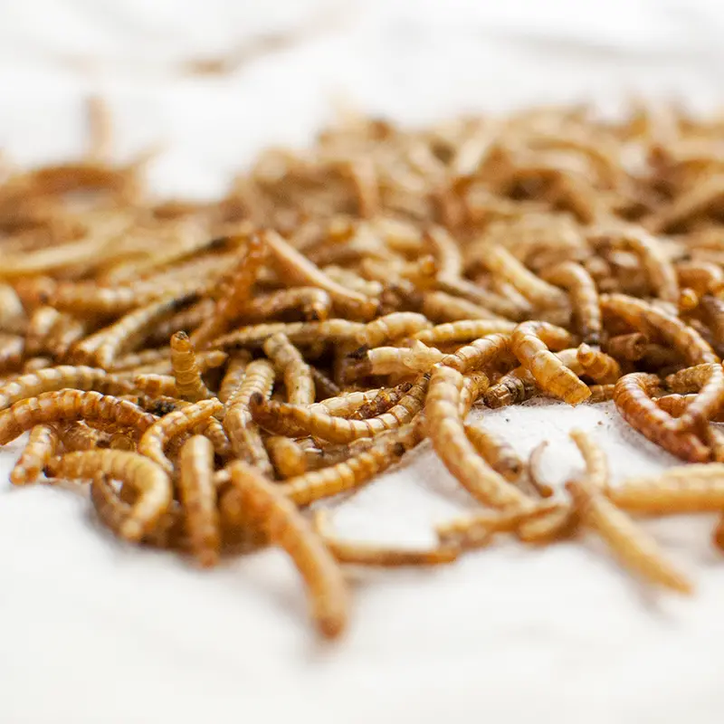 Happy Hen Mealworm Treats For Backyard Chickens 1