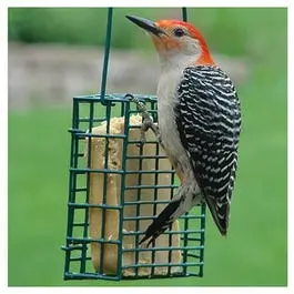 Wildlife-Friendly Suet Cage Bird Feeder – Durable Metal Construction 1